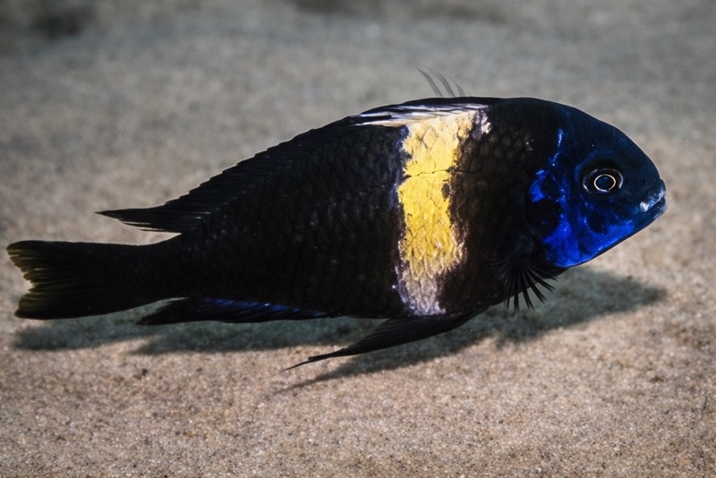 Tropheus duboisi 'Mkuyu'